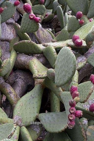 opuntia 1 graphic